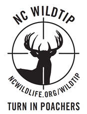 Wildtip Logo